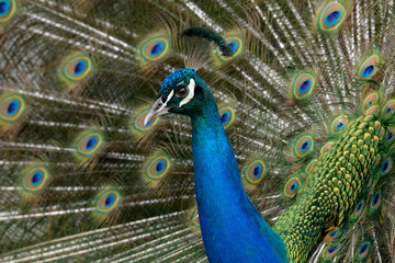 Naklejka na ściany i meble peacock with open feathers upclose and isolated