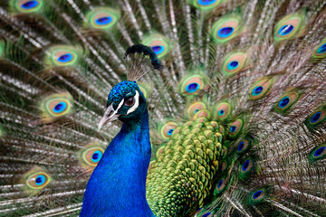Obraz na płótnie Canvas peacock with feathers out up close and in full splendor