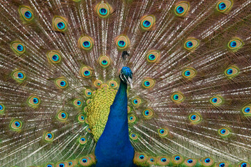 Fototapeta premium Up close of a peacock with feathers out and displaying to a female.