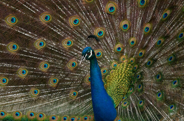 Obraz premium Gorgeous peacock with spread feathers attracting females