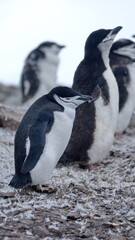 Colony of chinstrap penguins (Pygoscelis antarcticus) on Half Moon Island, South Shetland Islands, Antarctica