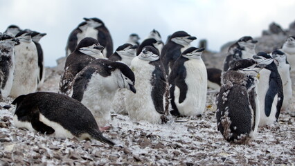Colony of molting chinstrap penguins (Pygoscelis antarcticus) on Half Moon Island, South Shetland Islands, Antarctica © Angela