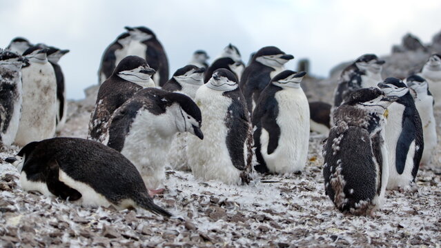 Colony of molting chinstrap penguins (Pygoscelis antarcticus) on Half Moon Island, South Shetland Islands, Antarctica