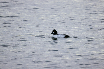 Common Goldeneye on the Ocean