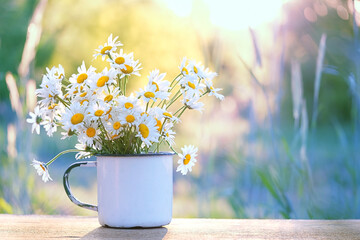 chamomile flowers in white cup on table in garden, natural sunny blurred background. rustic composition of summer season. relaxation, harmony atmosphere