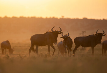 Fototapeta na wymiar Herd of wildebeest gnu in beautiful morning light during sunrise. African wildlife on safari