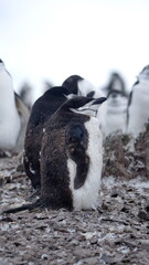 Fototapeta premium Colony of molting chinstrap penguins (Pygoscelis antarcticus) on Half Moon Island, South Shetland Islands, Antarctica