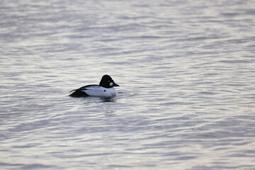 Common Goldeneye on the Ocean