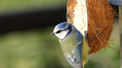 Blue Tit eating from a Coconut Suet Shell at Bird Table