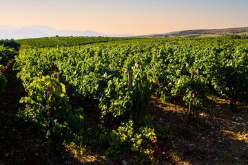 Vineyards early morning panoramic view of famous Alagni hills region, in summer. Heraklion, Crete,...