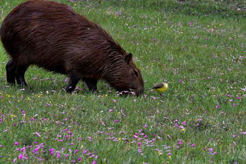 Carpincho y benteveo
