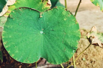 Beautiful of lotus tropical leaves