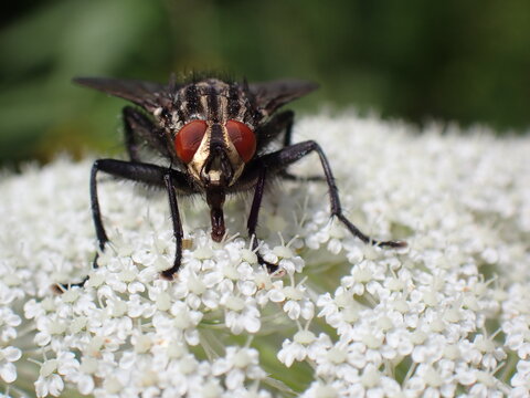 Sarcophaga Carnaria