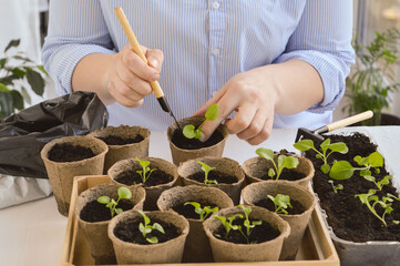 Close-up of the hands of a woman who transplants petunia seedlings with a scoop. Spring work on planting flower seedlings.
