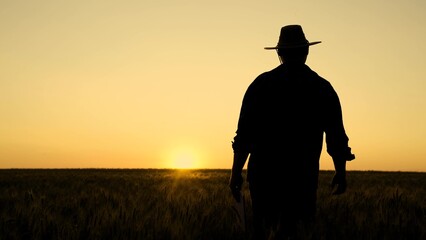 Silhouette Farmer walking with tablet in wheat field at sunset. Farmer works with digital tablet...