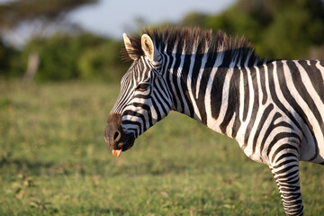 Fototapeta na wymiar Side view of zebra sticking tongue out and standing in the bush. African wildlife on safari