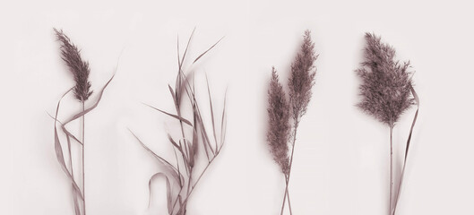 Dry Pampas grass Brown Field Soft Boho Abstract Plant Art Photos