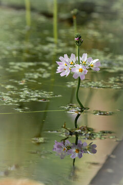 Water violet (Hottonia palustris) with reflections