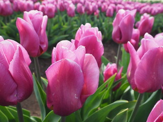 Spring Tulips