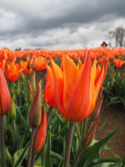 Spring Tulips