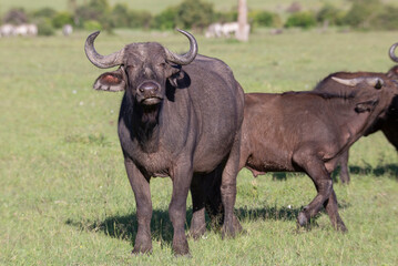 Naklejka na ściany i meble African cape buffalo looking at camera