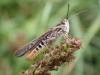 Chorthippus biguttulus