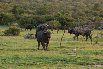 Naklejka na ściany i meble African Cape buffalo mating in the bush. African wildlife on safari