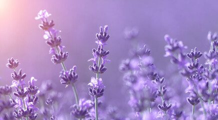 Lavender flower background with beautiful purple colors and boke