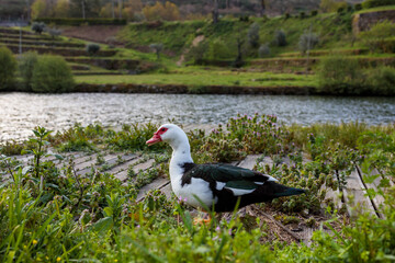 Wild Duck by a River in Portugal