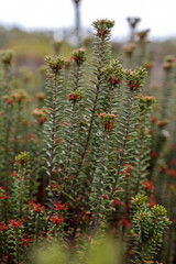 Closeup of Corema Album (Portuguese Crowberry) Plant Detail
