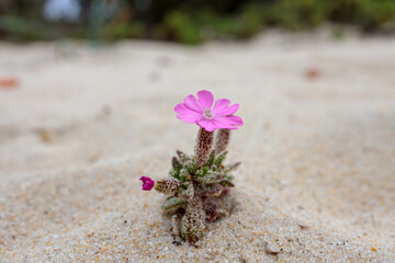 Pink Shore Campion (Silene littorea) Wildflower Blooming in Sand
