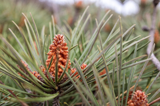 Closeup of Male Pollen Cone on Maritime Pine (Pinus pinaster)
