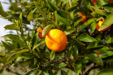orange tree with fruits