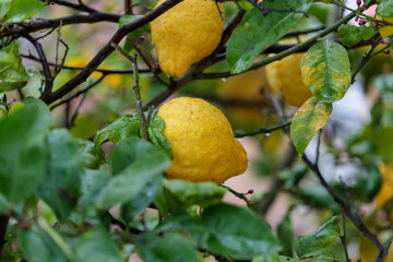 Ripe yellow lemons on a lemon tree in Portugal