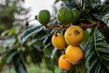Ripening Loquat (Eriobotrya japonica) Fruits on Tree Branch