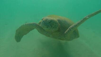 Turtle swims underwater. Sandy bottom. Above big turtle. Waves flippers