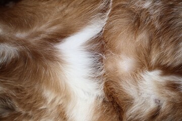 Gray cat fur background or texture