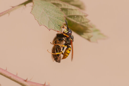 This bee is heavy