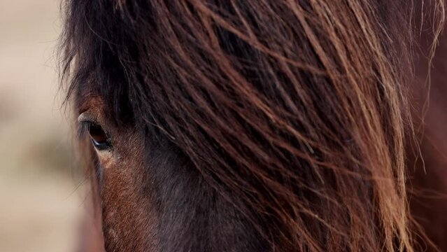 Portrait close-up of horses with beautiful eyes standing, looking right in the camera. Wild mountain landscape rapid slow-motion. High quality 4k footage, telephoto, bokeh