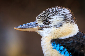 Portrait of kingfisher. Hunting blue-winged kookaburra, Dacelo leachii, perched and waiting for fish. Large bird with long beak and beautiful blue wings and tail. Habitat Australia, New Guinea.