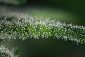 Cannabis flower macro detail with visible trichomes - 498383118