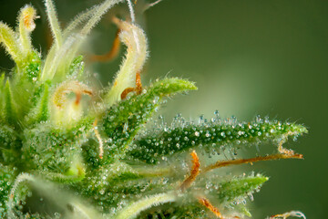 Cannabis flower ready for harvest with visible trichomes - 498383153
