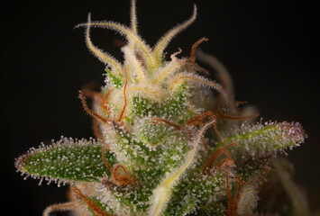 Cannabis flower ready for harvest with visible trichomes