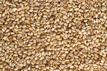 Wheat grains background