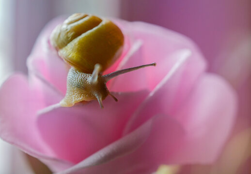 Escargot sur une rose 