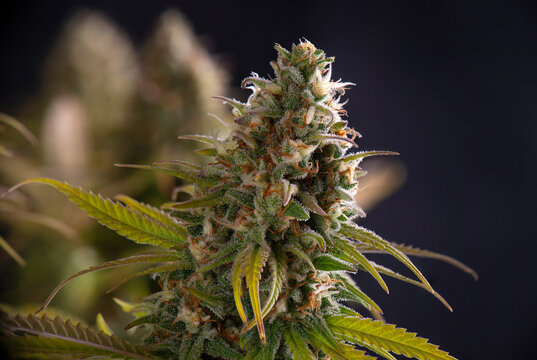 Blooming cannabis flower with visible trichomes