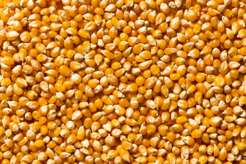 Close up of corn grains