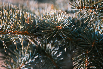 Naklejka na ściany i meble Closeup of prickly needles of the fir tree branches