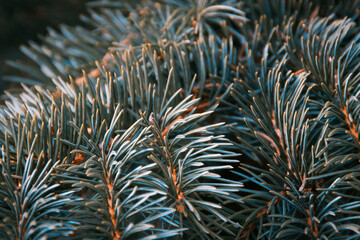 Naklejka na ściany i meble Blue-green fir tree needles pattern and texture