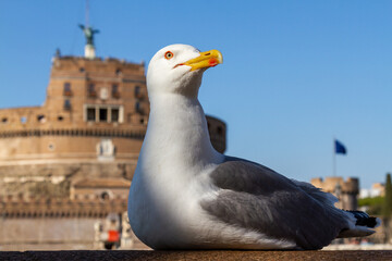 Seagull in front of the Castel Sant'Angelo